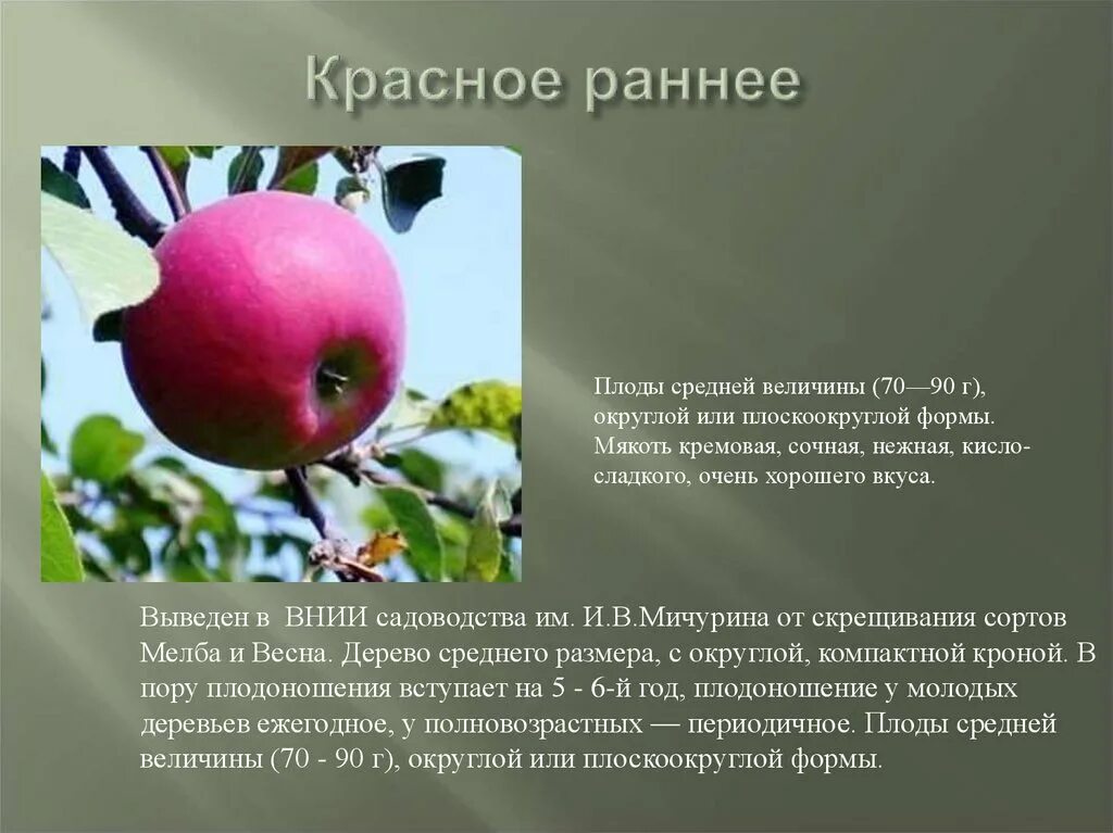 Красное раннее описание фото отзывы Сорта яблони - презентация онлайн