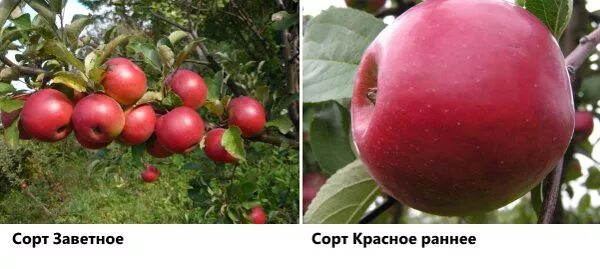 Красное раннее описание фото отзывы Яблоня Красное раннее: описание и характеристики сорта, выращивание и уход