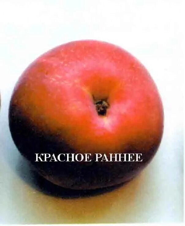 Красное раннее описание фото отзывы Купить Яблоня "Красное раннее" Садоград 2хлетние саженцы - интернет-магазин Садо