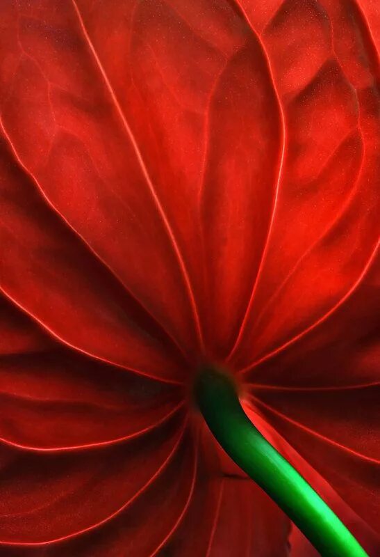 Красное зеленое фото Elinka, the unsuccessful housewife Red flowers, Red color, Anthurium
