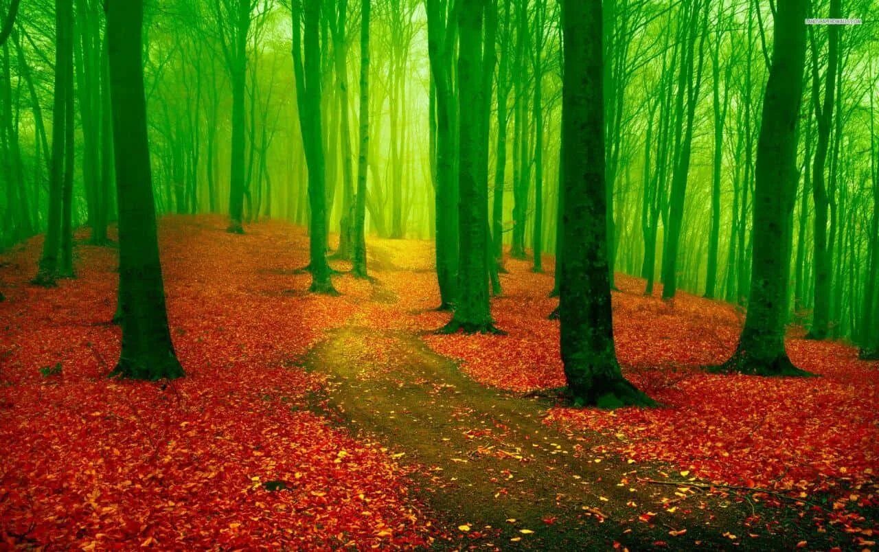 Красное зеленое фото 500+ Forest Backgrounds Wallpapers.com