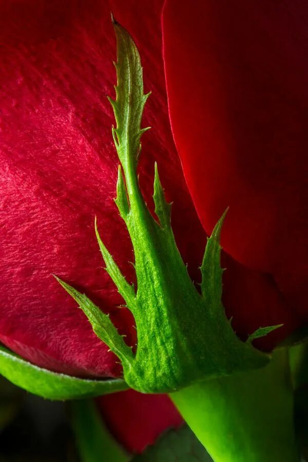 Красное зеленое фото Cradling A Red Rose (With images) Red roses, Beautiful roses, Flower images