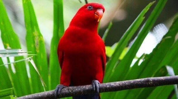 Красное животное фото Just 15 Red Animals That Are Too Beautiful To Describe Animals, Beautiful birds,