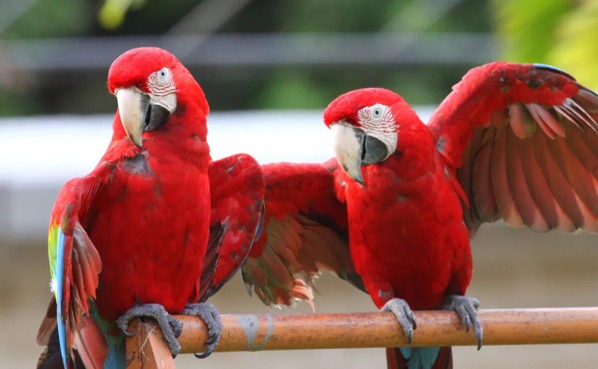 Красное животное фото Free Images : animal, red, beak, fauna, lorikeet, tropical bird, macaw, birds, v
