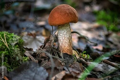 Красноголовик гриб фото Mushroom orange-cap Boletus edulis in forest. healthy and delicates food - Acqui