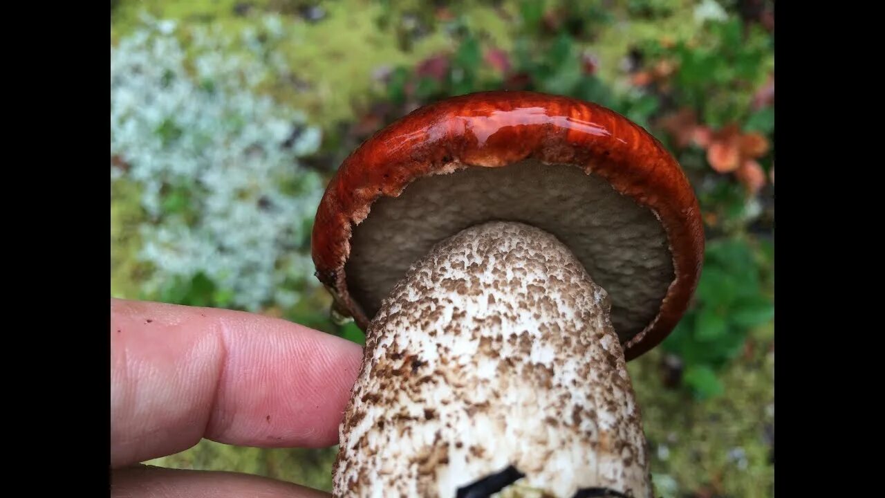 Красноголовик гриб фото Готовлю грибы Подосиновик Cooking Red-cap boletus mushroom - YouTube
