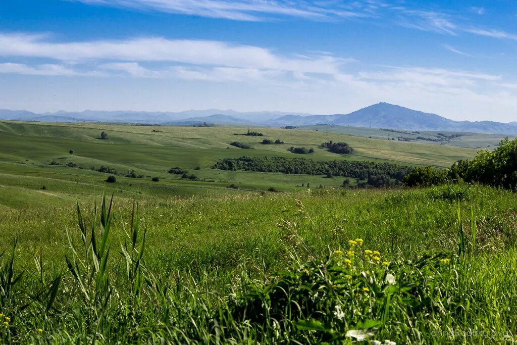Красногорское алтайского края фото Алтайский край.Красногорские просторы. :: Анна Печкурова - Социальная сеть ФотоК
