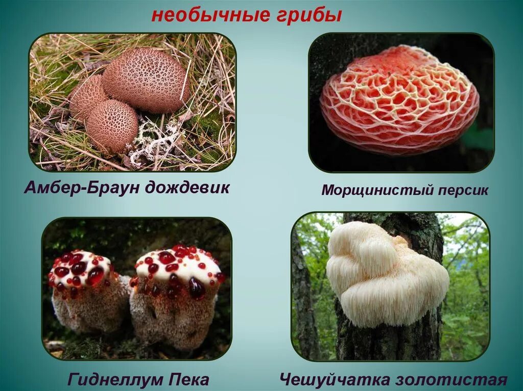 Краснокнижные грибы фото и описание Редкие грибы занесенные в красную: найдено 83 картинок