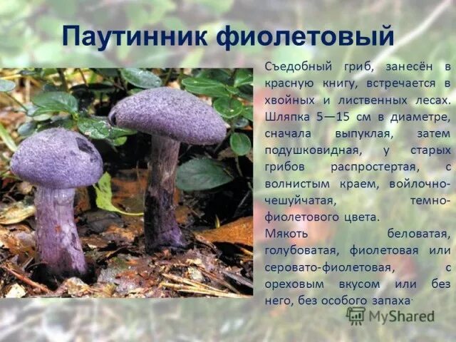 Краснокнижные грибы фото и описание Грибы - ЯПлакалъ