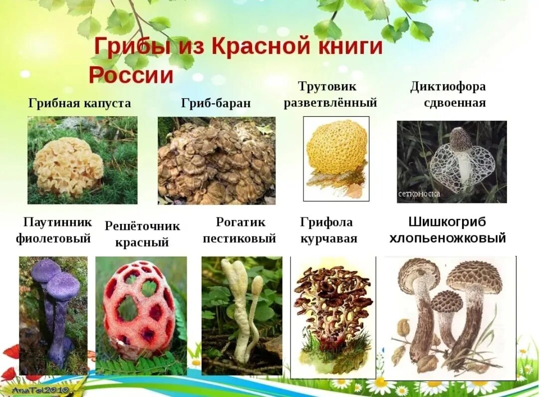 Краснокнижные грибы фото и описание Какие виды растений и животных вы знаете - найдено 85 фото