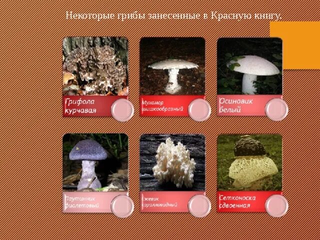 Краснокнижные грибы фото и описание Урок по географии для 8 класса на тему : " Красная книга России"
