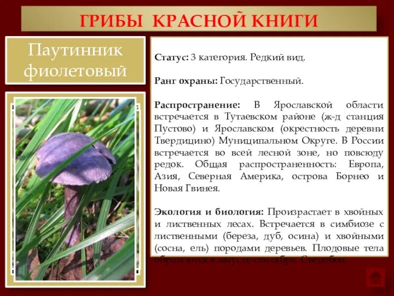 Краснокнижные грибы фото и описание Гриб внесенный в красную книгу
