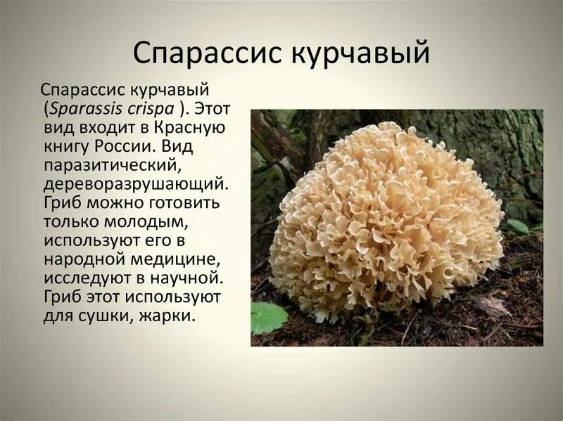 Краснокнижные грибы фото и описание Ответы Mail.ru: Подскажите что за гриб