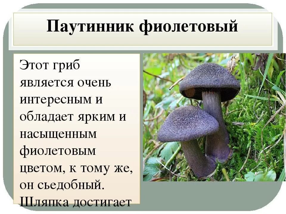 Краснокнижные грибы фото и описание Паутинник павлиний - описание гриба, похожие виды, фото