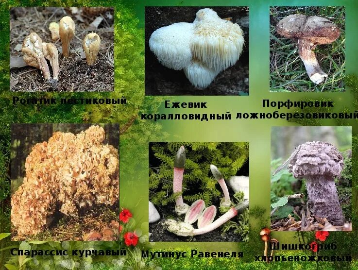 Краснокнижные грибы фото и описание Презентация по окружающему миру "Красная книга России. Грибы"