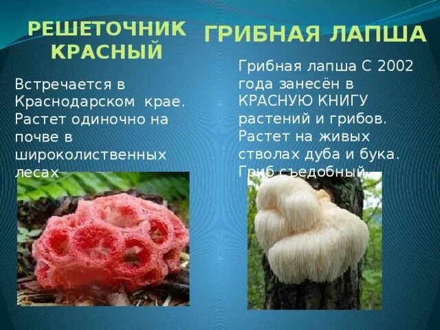 Краснокнижные грибы фото и описание Презентация к уроку "Шляпочные грибы" - биология, презентации