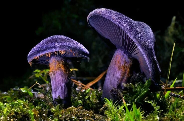 Краснокнижные грибы фото и описание Pin by Despina Statelova on Fungus Fungi