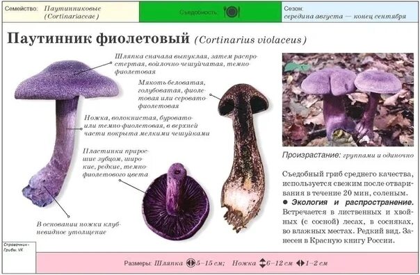 Краснокнижные грибы фото и описание Паутинник фиолетовый красная книга