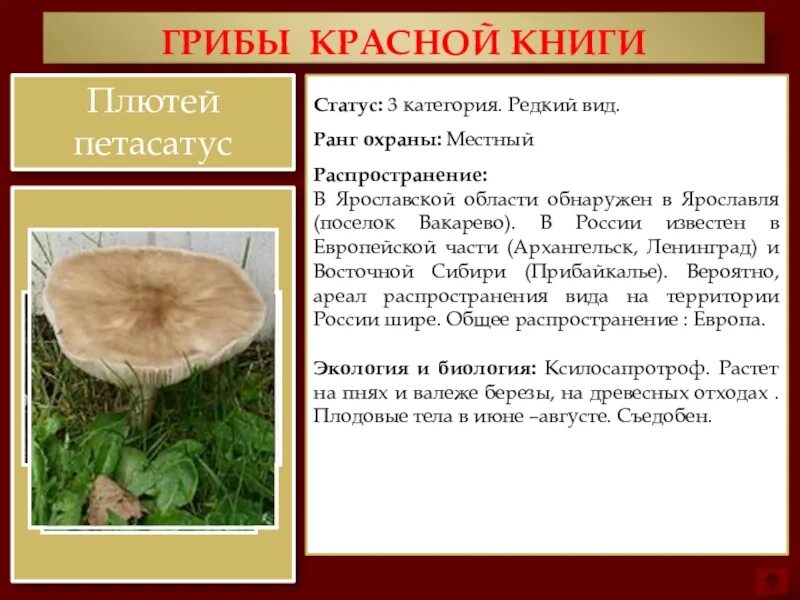 Краснокнижные грибы фото и описание Краснокнижные грибы фото и описание: найдено 68 изображений