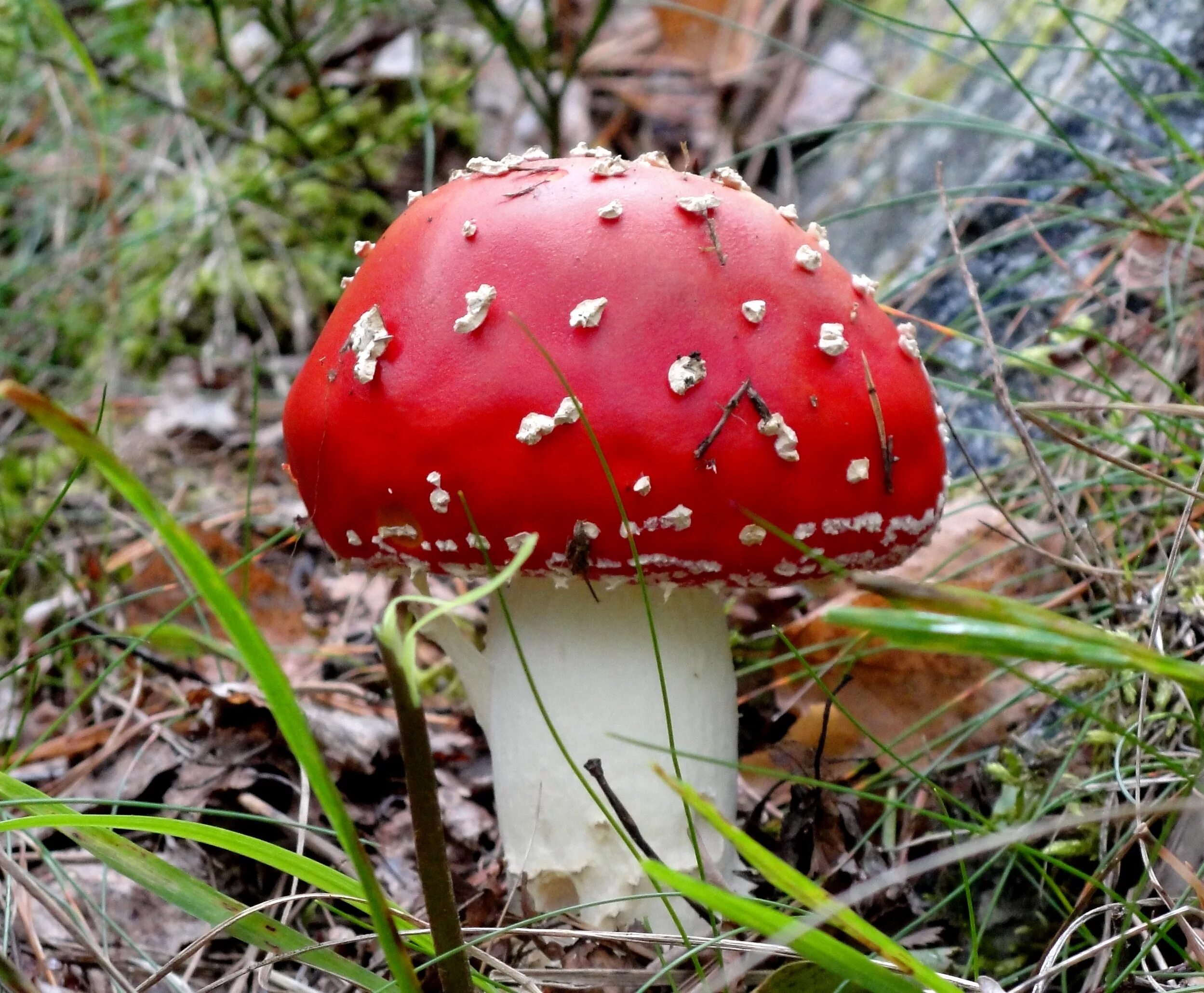 Краснокнижные грибы фото с названиями Amanita tomato