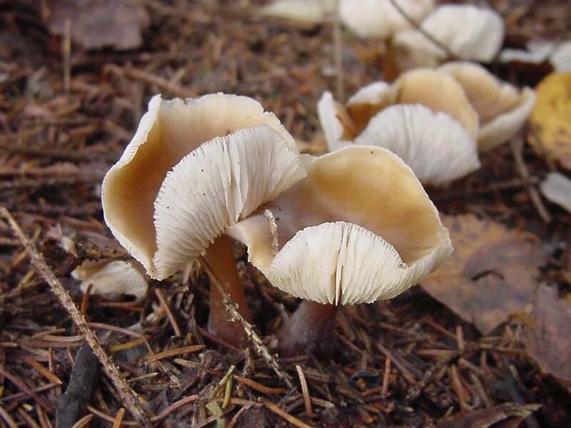Краснокнижные грибы крыма фото и описание Collybia butyracea. Фото на сайте "Грибы Калужской области"
