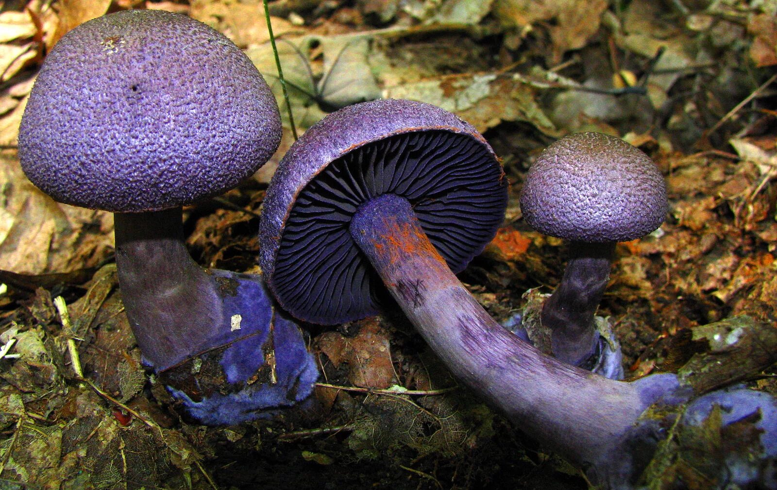 Краснокнижные грибы ленинградской области фото и названия File:2008-08-22 Cortinarius violaceus (L.) Gray 18241.jpg - Wikipedia