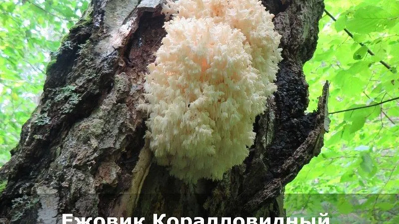 Краснокнижные грибы московской области фото с названиями Подмосковных грибников предостерегли от сбора и употребления ежовика РИАМО