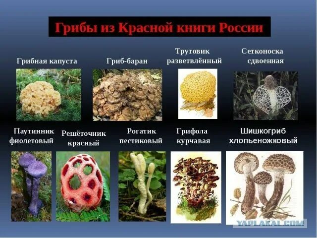 Краснокнижные грибы московской области фото с названиями Россиян предупредили о девятилетних тюремных сроках за сбор редких грибов - ЯПла