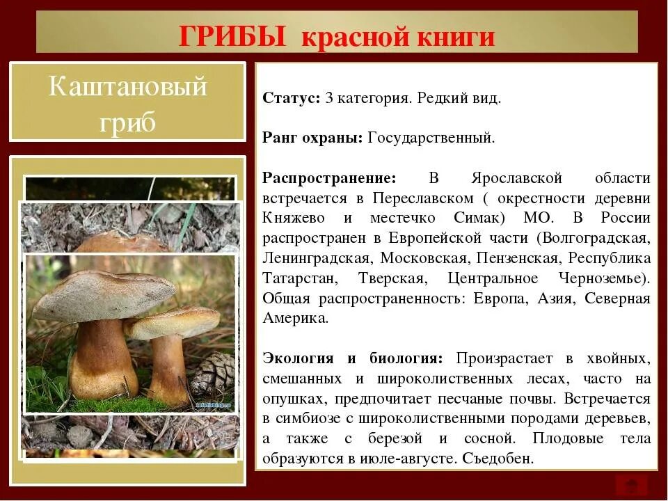 Краснокнижные грибы московской области фото с названиями Грибы красной книги татарстана