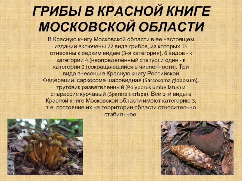 Краснокнижные грибы московской области фото с названиями Картинки КРАСНАЯ КНИГА ГРИБЫ