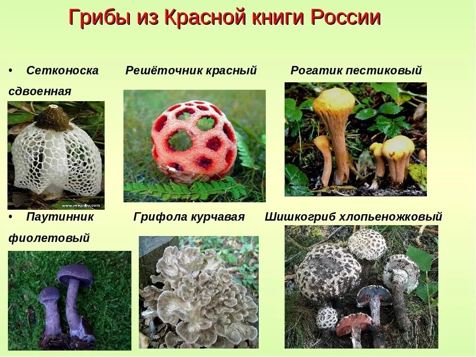 Краснокнижные грибы московской области фото с названиями Какие грибы в красной книге фото