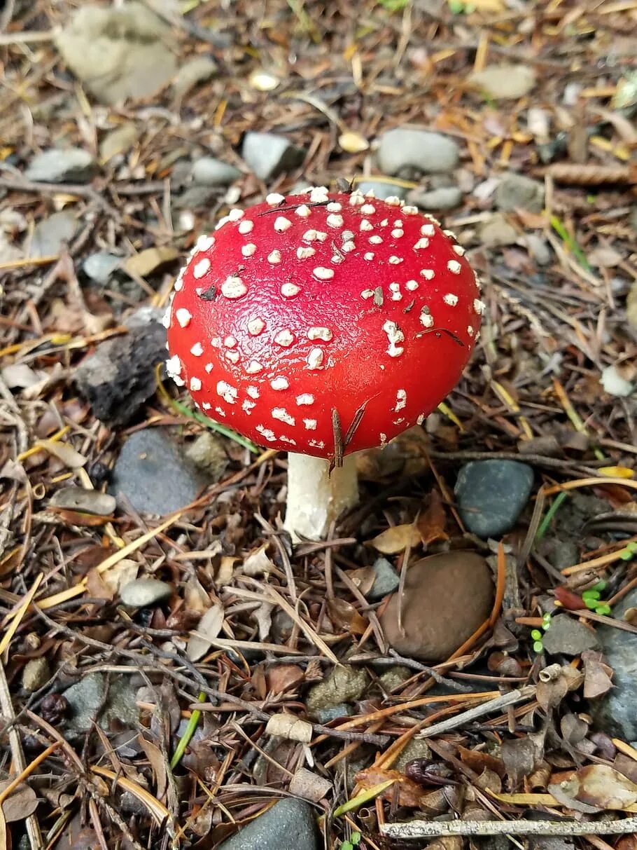 Краснокнижные грибы московской области фото с названиями new zealand, red mushroom, red, mushroom, fungus, fly agaric mushroom, food, veg