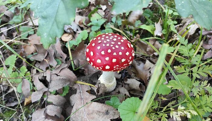 Краснокнижные грибы нижегородской области фото 16 нижегородцев отравились ядовитыми грибами - Дзержинское время