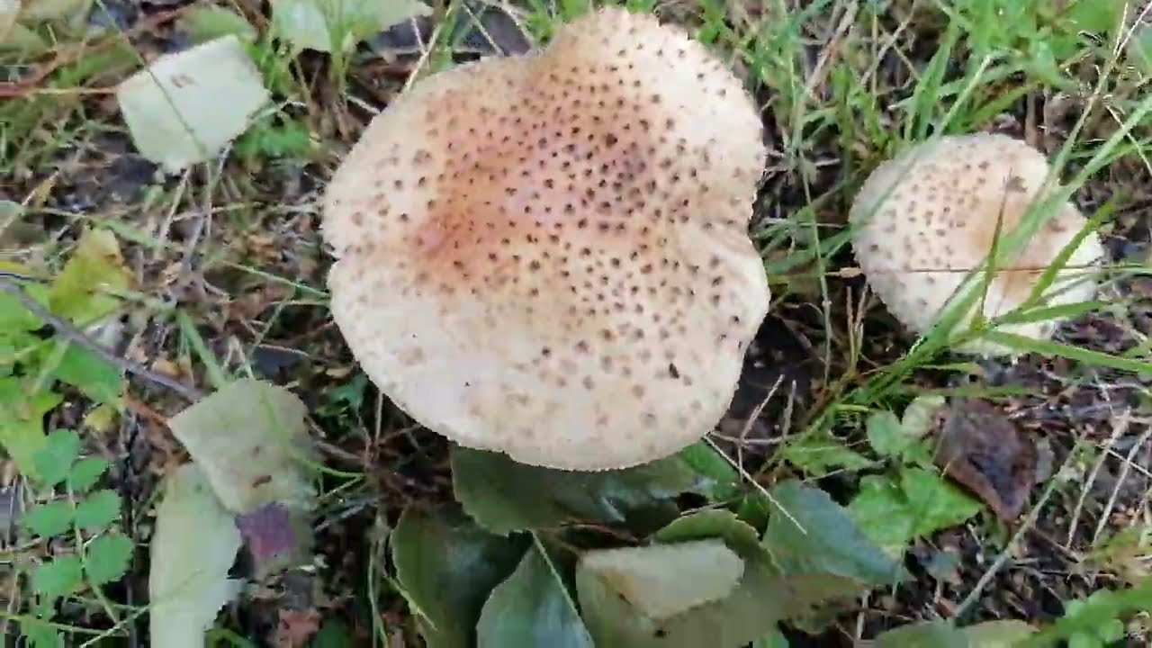 Краснокнижные грибы нижегородской области фото Для новичков. Грибы Нижегородской области. Мухоморы, маслята, веселка. 2023-07-2