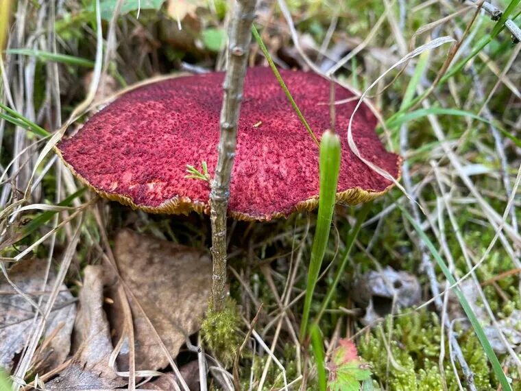 Краснокнижные грибы нижегородской области фото В челябинском нацпарке выросли редкие грибы из Красной книги. Фото УРА.РУ Дзен