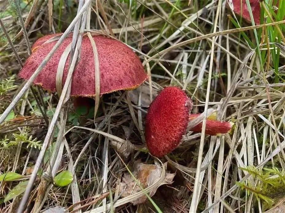 Краснокнижные грибы нижегородской области фото Челябинская область on Viber