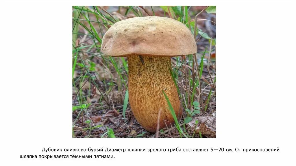 Краснокнижные грибы пермского края фото с названиями Красная книга Прикамья. 6 класс - презентация онлайн