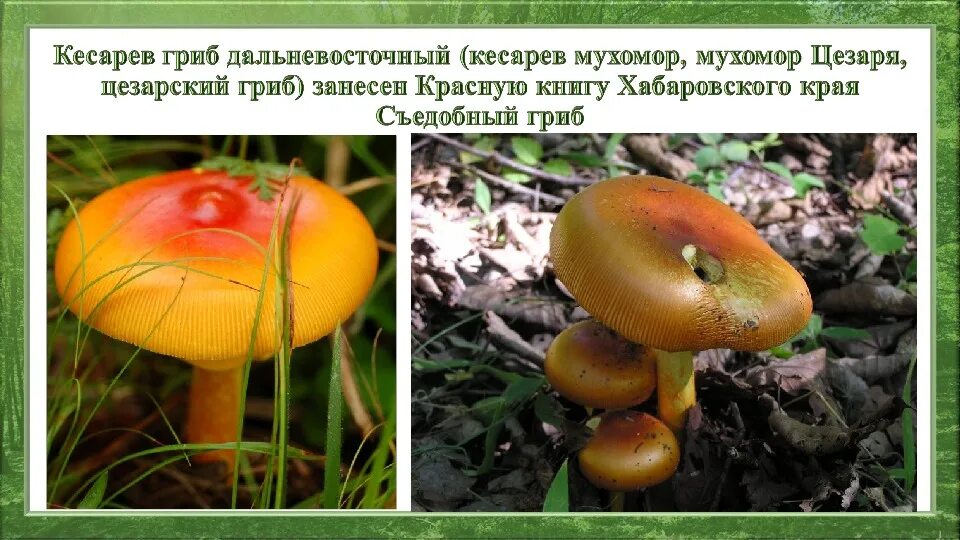 Краснокнижные грибы приморского края фото и описание Заповедные места Хабаровского района