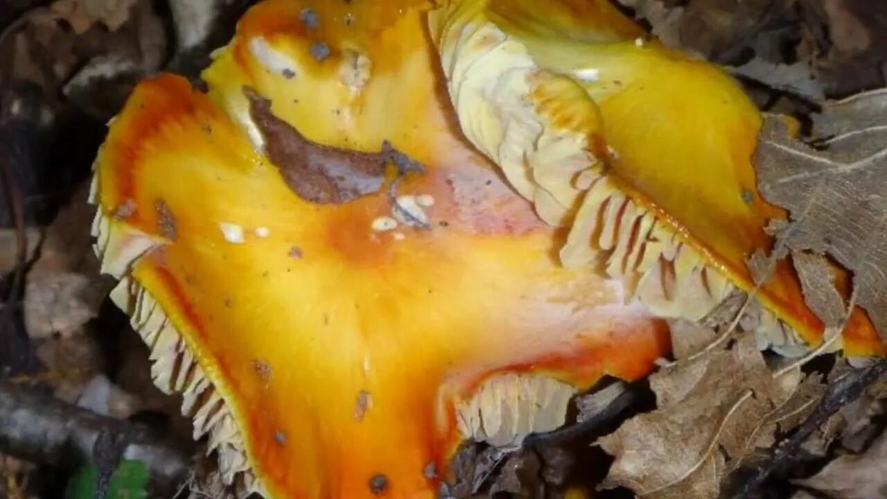 Краснокнижные грибы приморского края фото и описание ГРИБЫ ПРИМОРЬЯ 2016 - YouTube