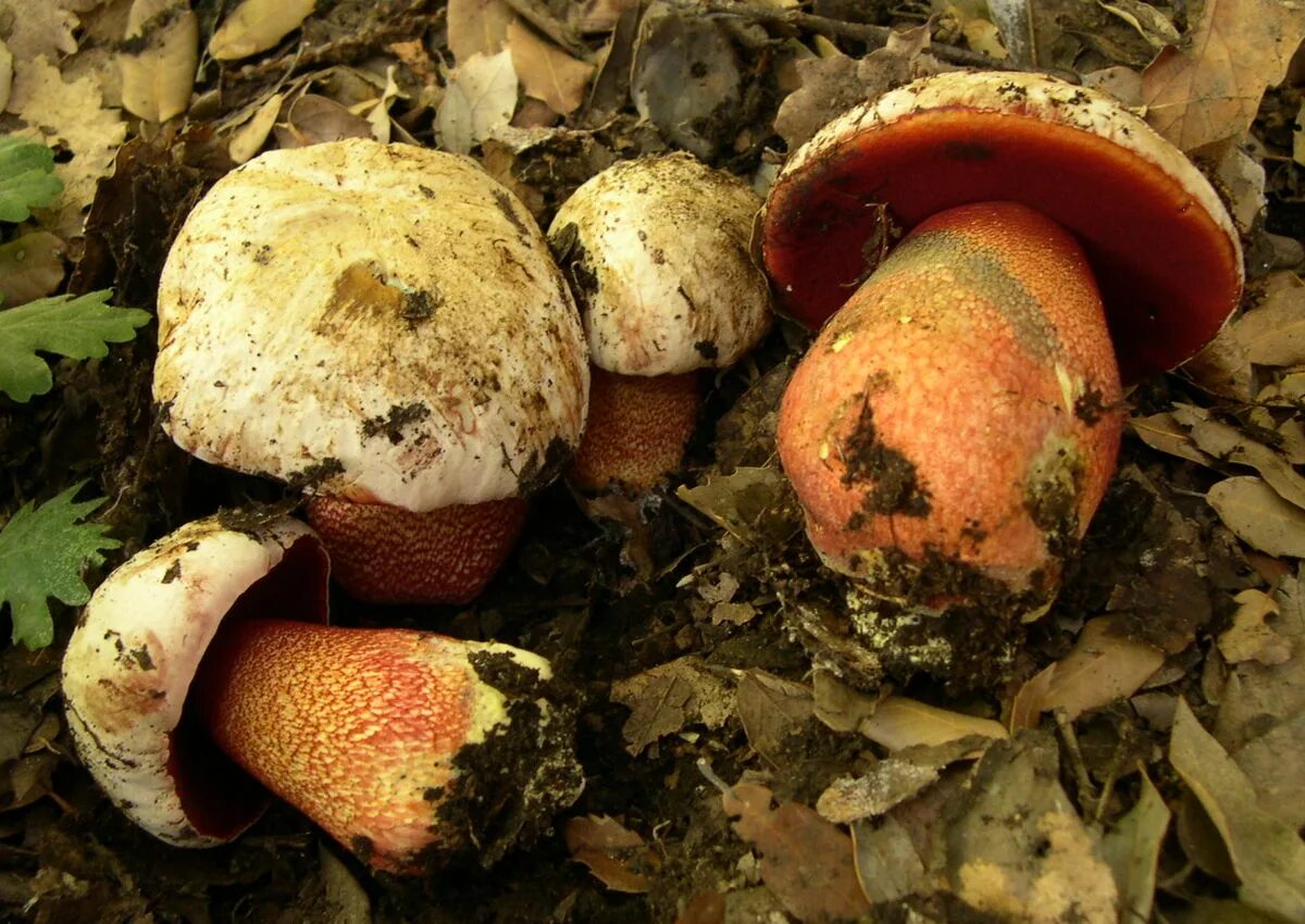 Краснокнижные грибы россии фото Файл:Boletus rhodoxanthus.JPG - Википедия