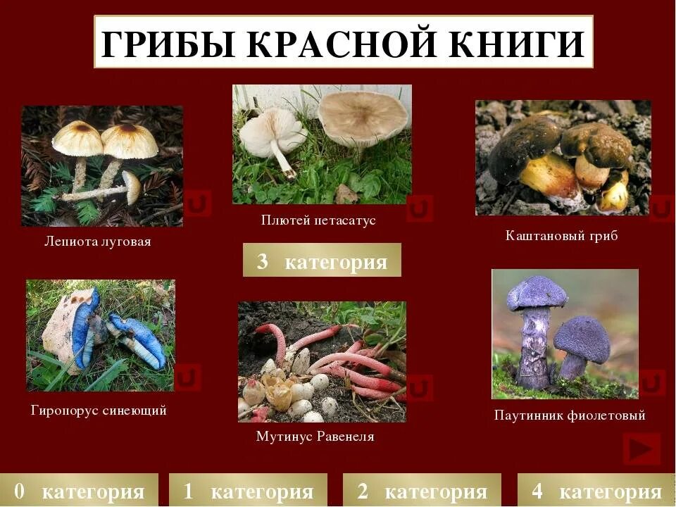 Краснокнижные грибы россии фото Гриб внесенный в красную книгу