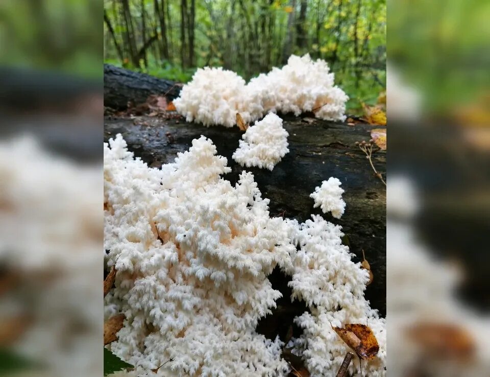 Краснокнижные грибы самарской области фото с названиями Самарские грибники обнаружили в лесах необычные краснокнижные грибы - KP.RU