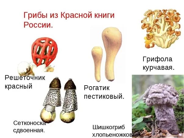 Краснокнижные грибы список с фото В России приняли закон, предусматривающий лишение свободы на срок до 9 лет за сб