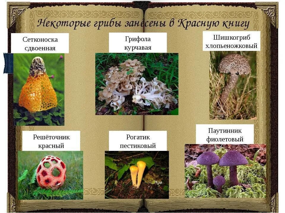 Краснокнижные грибы список с фото Какие грибы в красной книге фото: найдено 66 изображений