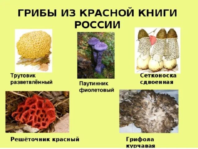 Краснокнижные грибы в россии список с фото Презентация "Грибы" - Окружающий мир - Презентации - 3 класс