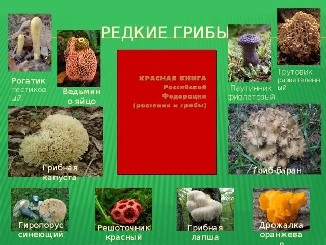 Краснокнижные грибы в россии список с фото Презентация к уроку "В царстве грибов"