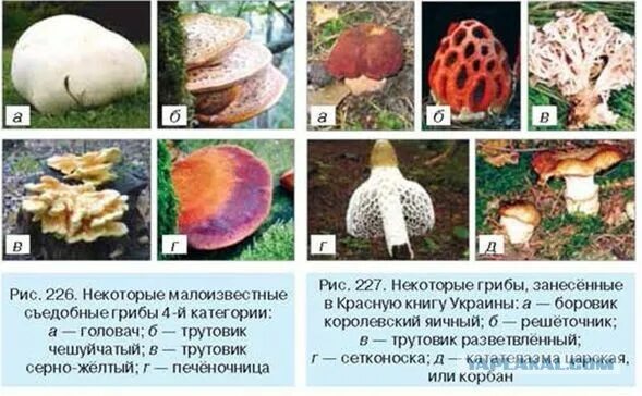 Краснокнижные грибы в россии список с фото С 12 октября вступила в силу статья УК, которая устанавливает ответственность за