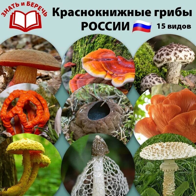 Краснокнижные грибы в россии список с фото Какие краснокнижные грибы нельзя собирать - найдено 74 фото