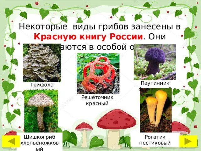 Краснокнижные грибы в россии список с фото Презентация на тему "В царстве грибов"