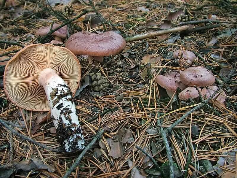 Краснокнижные грибы волгоградской области фото с названиями Горькушка (Lactarius rufus). Фото на сайте "Грибы Калужской области"